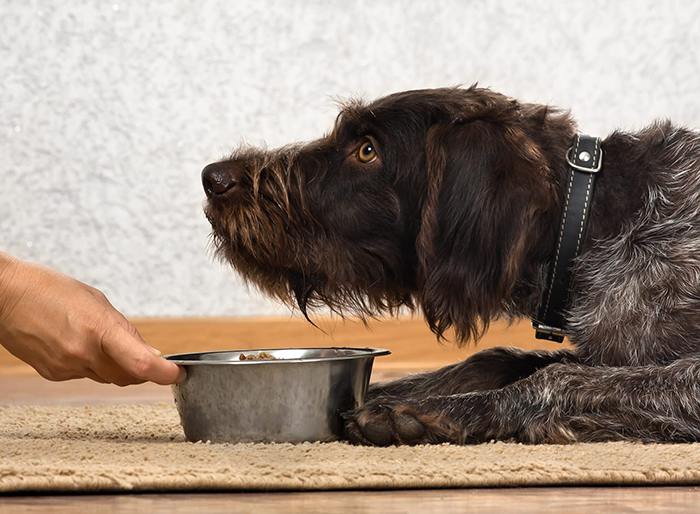 How to Choose Freeze-dried Food for Dog?