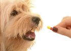 Dog Internal Deworming Medicine, How to Choose Reliable?