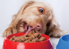 Long-term Feeding Dog Wet Food, Is It Good for Body?