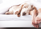 Sleeping with Dog? NO!