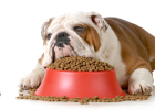 How to Choose Dog Dry Food?