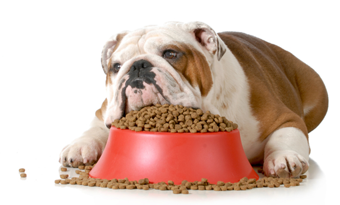 How to Choose Dog Dry Food?