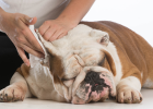 Various Mites Attack? Dog Says Reject!