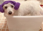 How to take a bath for little bixiong?