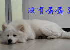 Post-neutered care for dogs, please don't panic about these conditions after surgery