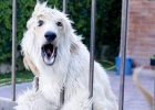 Owner Leaves Home, Dog Starts Crazy Barking? Might Have Separation Anxiety