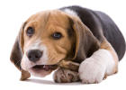 How to Choose Suitable Chew Sticks for Dogs