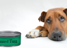 How to Choose Canned Food for Dogs?