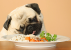 Dog Has These Problems, Can Improve Through Diet