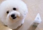 A must for household disinfection! Here comes the highly cost-effective concentrated pet disinfectant