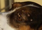 Dog Likes Lawn, Watch Out for Ticks!