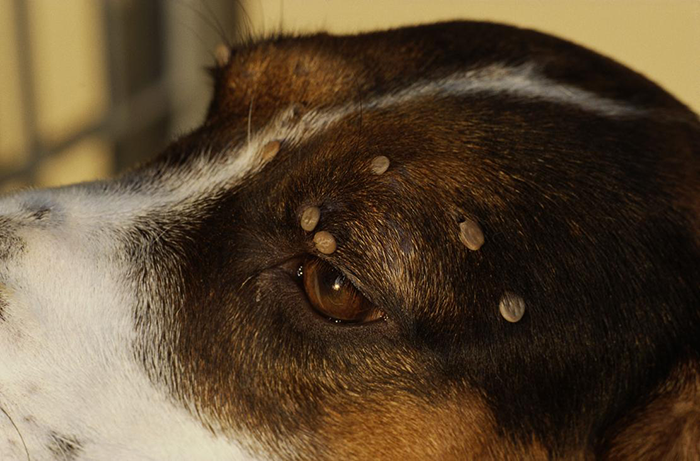 Dog Likes Lawn, Watch Out for Ticks!
