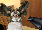 Vacuum Cleaner So Scary, Dog Scared Cry