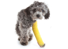 Little Dog Lively Loves to Jump, Actually Accidentally Fractured! What to Do?
