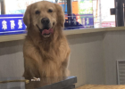 Agricultural University animal medicine students share: experience in the treatment and care of dog pancreatitis 