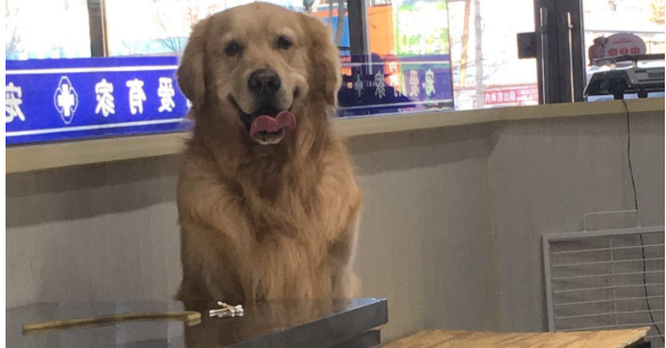 Agricultural University animal medicine students share: experience in the treatment and care of dog pancreatitis 