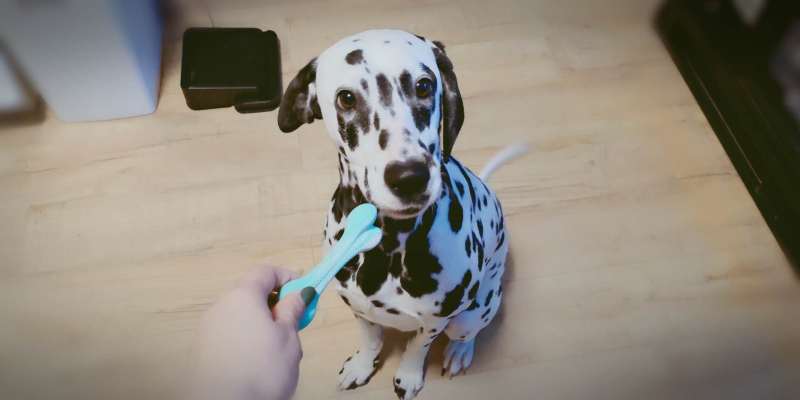 Fresh breath, starting with antibacterial tooth-cleaning toys