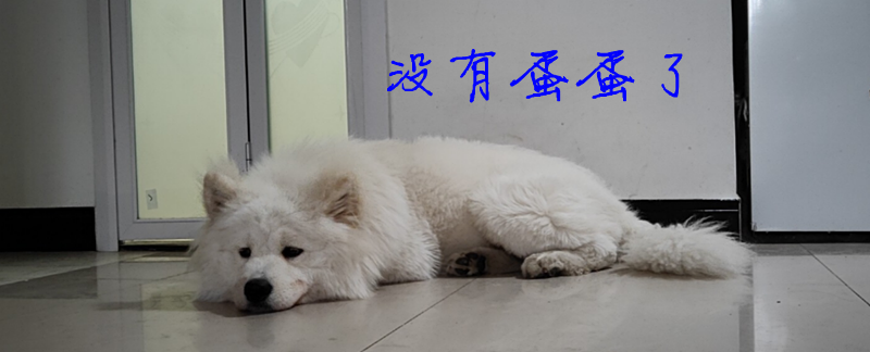 Dog neutering, preparation process and surgical experience sharing
