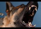 Dog Biting How to Correct?