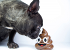If Dog Eats Poop and Dirt, What to Do?