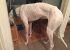 My Dog Too Thin, What to Do?