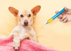 Why Does Dog Easily Get Sick and Cold After Vaccination?