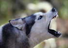 Dog Bitten by Other Dog, Will Get Rabies?