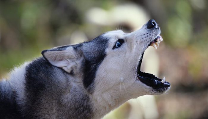 Dog Bitten by Other Dog, Will Get Rabies?