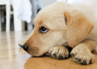 Dog Vomiting, Fast or See Doctor? Scientific Response Based on Situation!