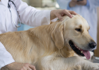 Dog Health Indicators, You Still Dont Know?