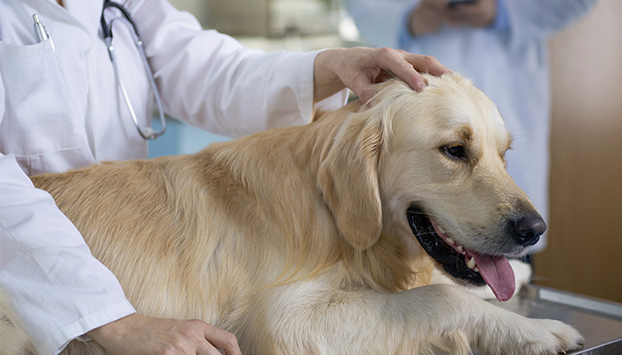 Dog Health Indicators, You Still Dont Know?