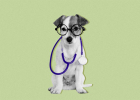 Can Go to Pet Shop to Vaccinate Dog?