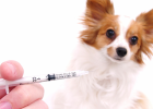 Dog Vaccination Period Food Taboos