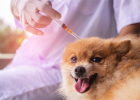 Different Brand Vaccines How to Inject, How Many Shots?