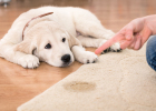 What Causes Dog Random Peeing