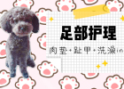 Foot care for gray poodle