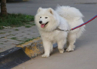 Tips for pet friends: Five days after the dog was lost, I successfully recovered it through these methods!