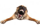 These Behaviors Indicate Dog is Already Angry!