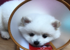 I can't look back on the painful experience of buying a dog of the week...