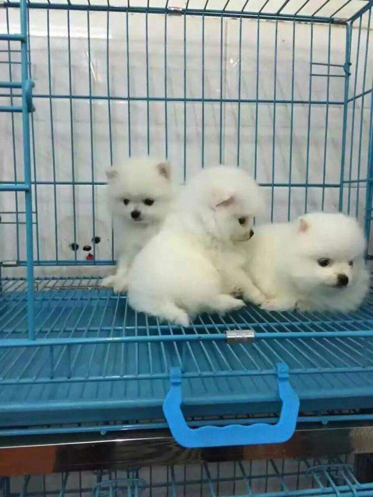 图片1
