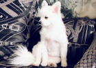 What do you think of pet sterilization?