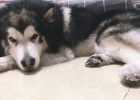After being bitten by a dog ~