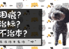 Gray Poodle's Growth Diary: Tears Treatment (Part 1)