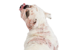 Demodex mites last for life, but will they be passed on to the next generation?