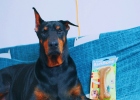 What is the secret to a good dog without tearing down a house? Flavorit Small Hole Tibetan Food Wood Bone