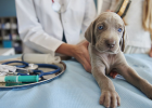What disease is small dogs? How to respond?