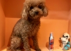 MAG Concentrated Icelandic Salmon Oil: Restoring Glossy Coat for Senior Dogs!