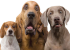 If you are infected with this parasite, you and the dog will be in danger!