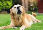 Dogs don't eat, and their stomachs are full of "jealousy"
