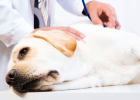 A dog breaks his leg for love. The price is too high!